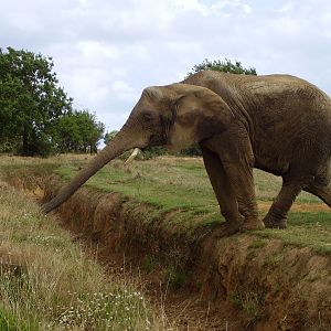 African Elephant - 2008