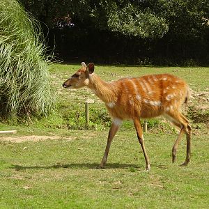 Sitatunga - 2008