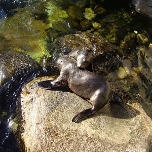 Sealion pups - 2007