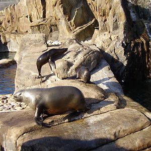 Sealions - 2007