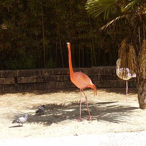 Flamingo - 2008