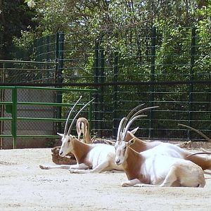 Scimitar Oryx - 2008