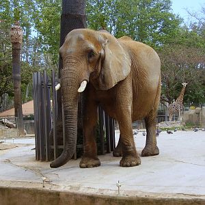 Elephant - 2008