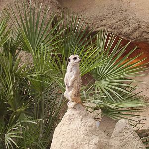 Meerkat - 2008