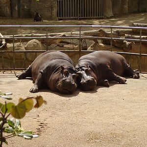 Hippos - 2008