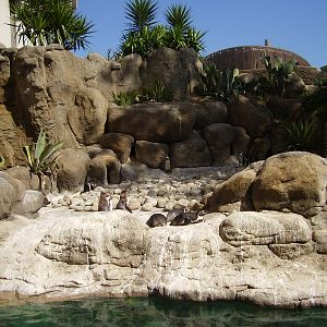 Penguin Exhibit - 2008