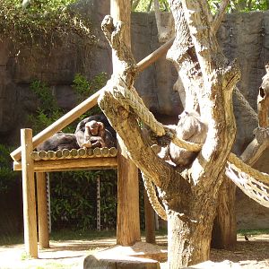 Chimp Exhibit - 2008