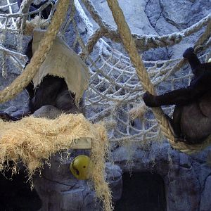 Indoor Gorilla Exhibit - 2008