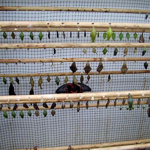 Butterfly House - 2008