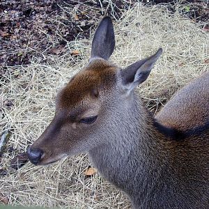 Deer - 2008