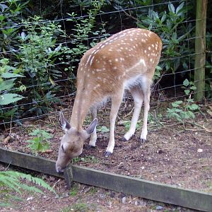 Deer - 2008