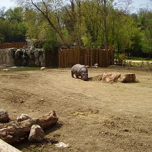 African Exhibit - 2010