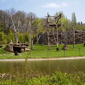 Chimp Exhibit - 2010