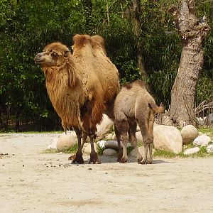 Camels - 2010