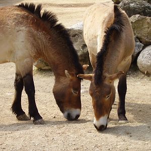 Przewalski's Horses - 2010