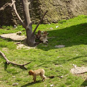 Monkey Exhibit - 2010