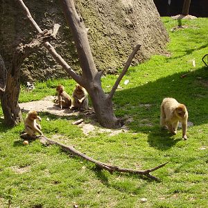 Monkey Exhibit - 2010