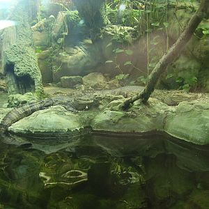 Crocodile exhibit - 2010