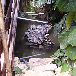 Terrapin Island - 2010