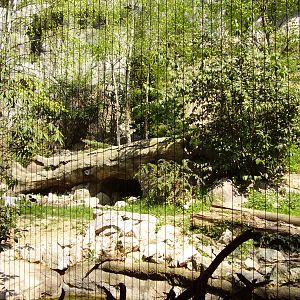 Snow Leopard Exhibit - 2010