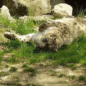 Snow Leopard - 2010