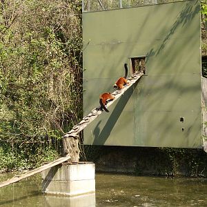 Red Ruffed Lemurs - 2010