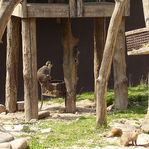 Monkey Exhibit - 2010