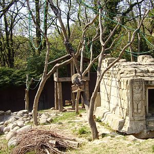 Monkey Exhibit - 2010