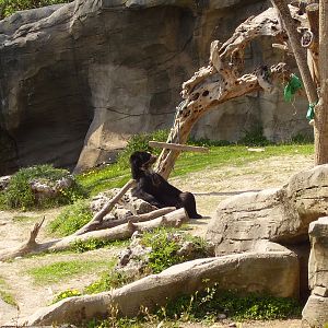 Bear Exhibit - 2010