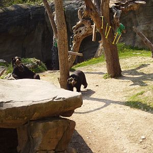 Bear Exhibit - 2010