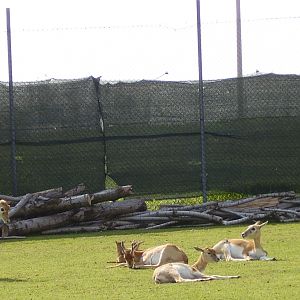 African Paddock - 2010
