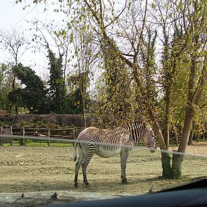African Paddock - 2010