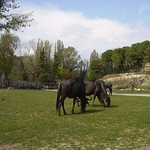 African Paddock - 2010