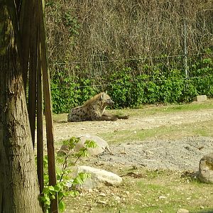 Hyena - 2010