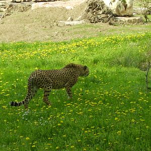 Cheetahs - 2010