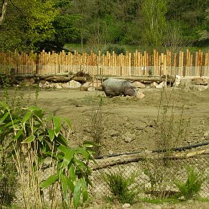 Hippo - 2010