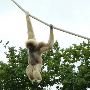 Gibbon - 2011