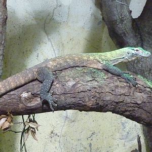 Komodo Dragon - 2011