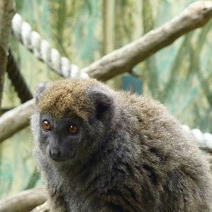 Gentle Lemur - 2011