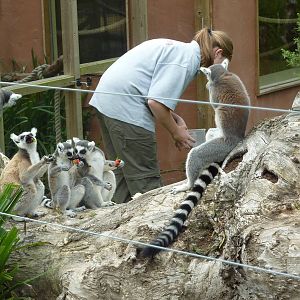 Feeding Time at the Lemurs - 2011