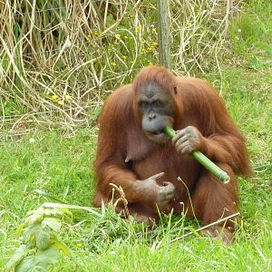 Orangutan feeding time - 2011
