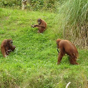 Orangutan feeding time - 2011
