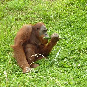 Orangutan feeding time - 2011