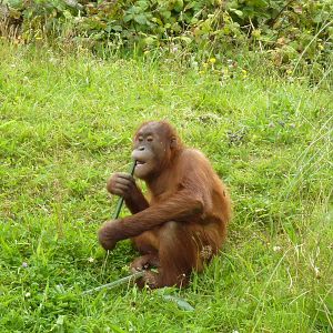 Orangutan feeding time - 2011
