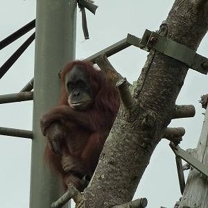 Orangutan - 2011