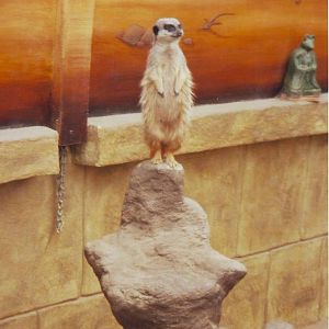 Meerkat - (Old)