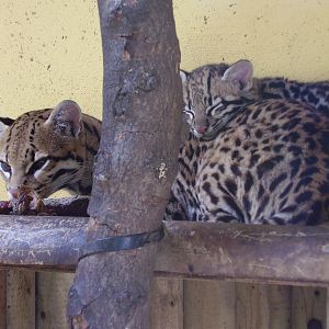 Ocelots - 2006