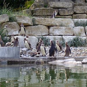 Penguins - 2006