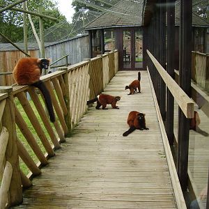 Red Ruffed Lemurs - 2008