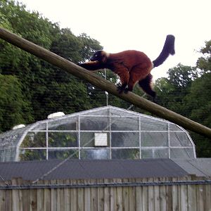 Red Ruffed Lemur - 2008